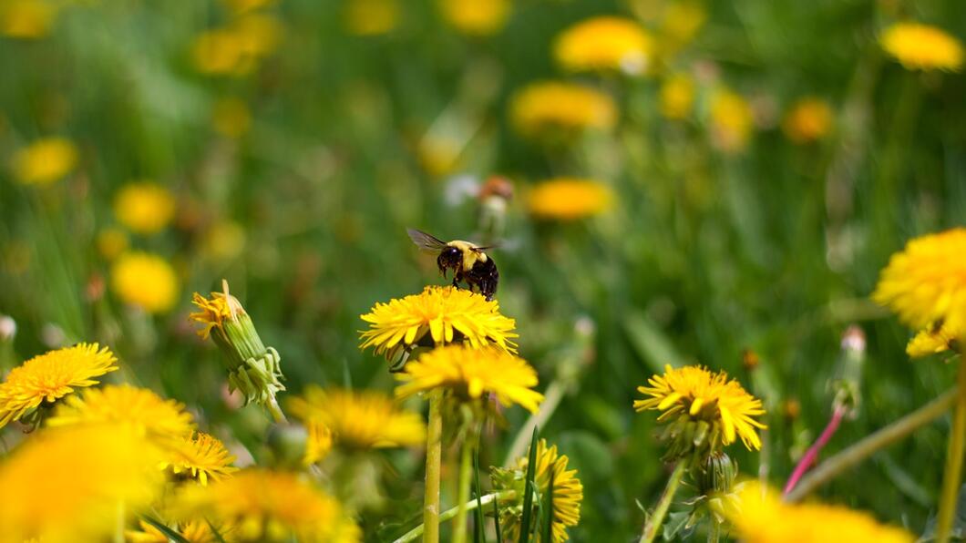 Bij op een paardenbloem