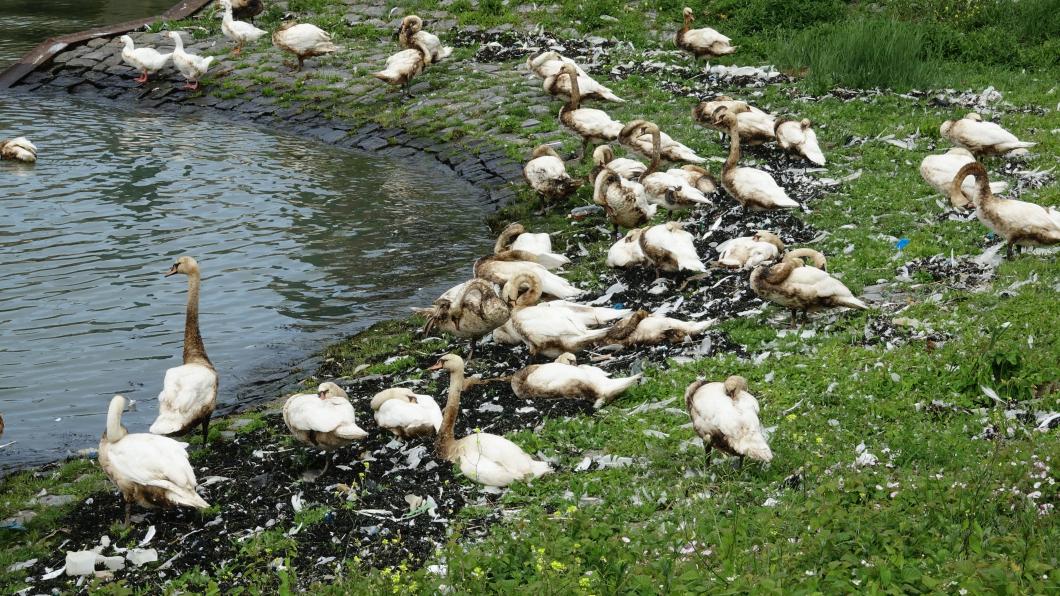 Foto: Aad van Uffelen OlierampWaterweg_avu_DSC08767 (1).jpg